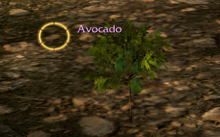 Rise Online Avocado