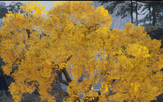Rise Online Golden Rain Tree (Lv.40+)