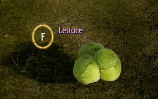 Rise Online Lettuce