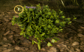 Rise Online Parsley