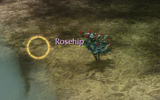 Rise Online Rosehip