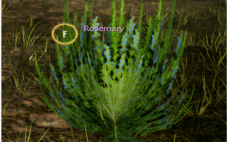 Rise Online Rosemary
