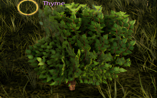 Rise Online Thyme