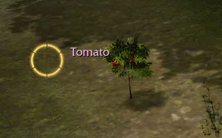 Rise Online Tomato